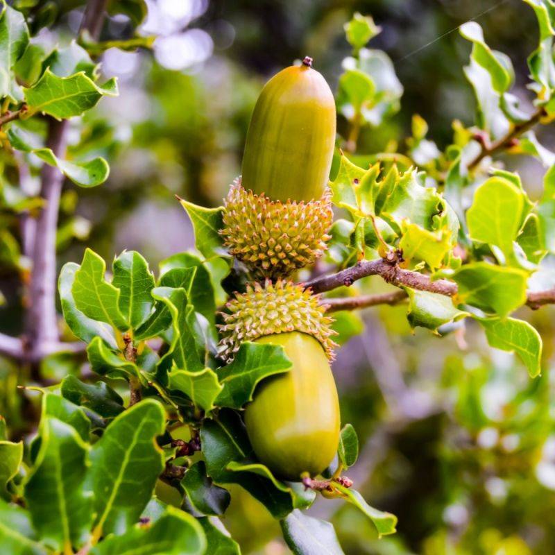 Chêne kermès (Quercus coccifera) - Godet - Taille 10/15cm - Pépinières Naudet
