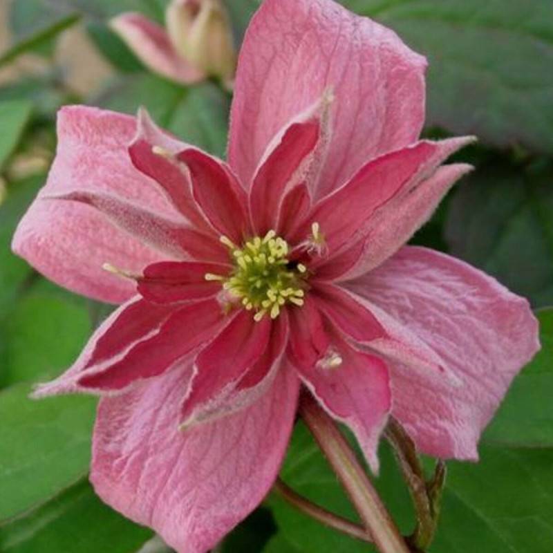 Clématite montana Broughton Star à fleurs Rose - feuillage Caduc - Pot de 3L - Echelle bambou 60/120 cm- hauteur à maturité De 5,00 m à 10,00 m