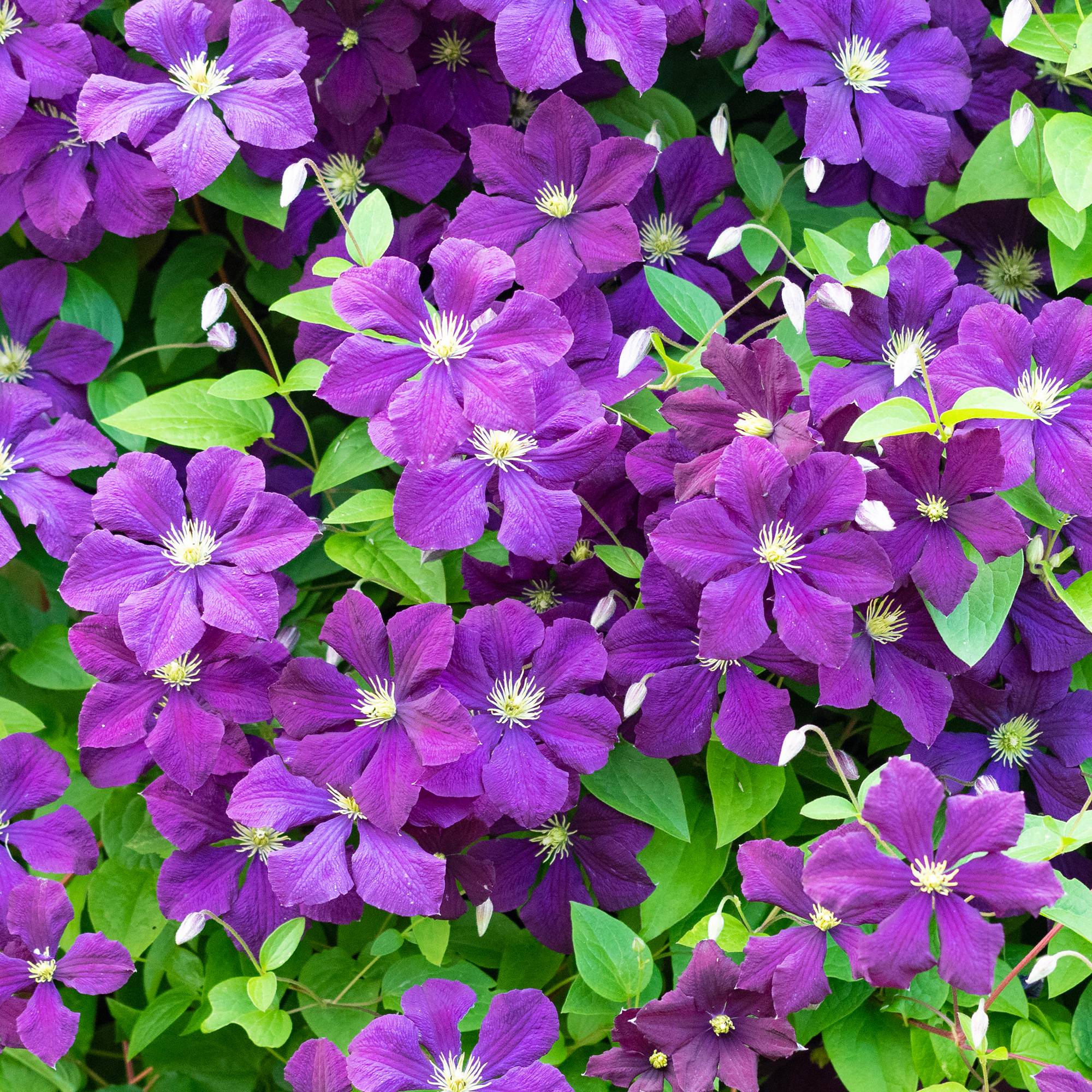 Clématite 'Esprit Polonais' plante grimpante à feuilles caduques et à fleurs violettes - GardenersDream