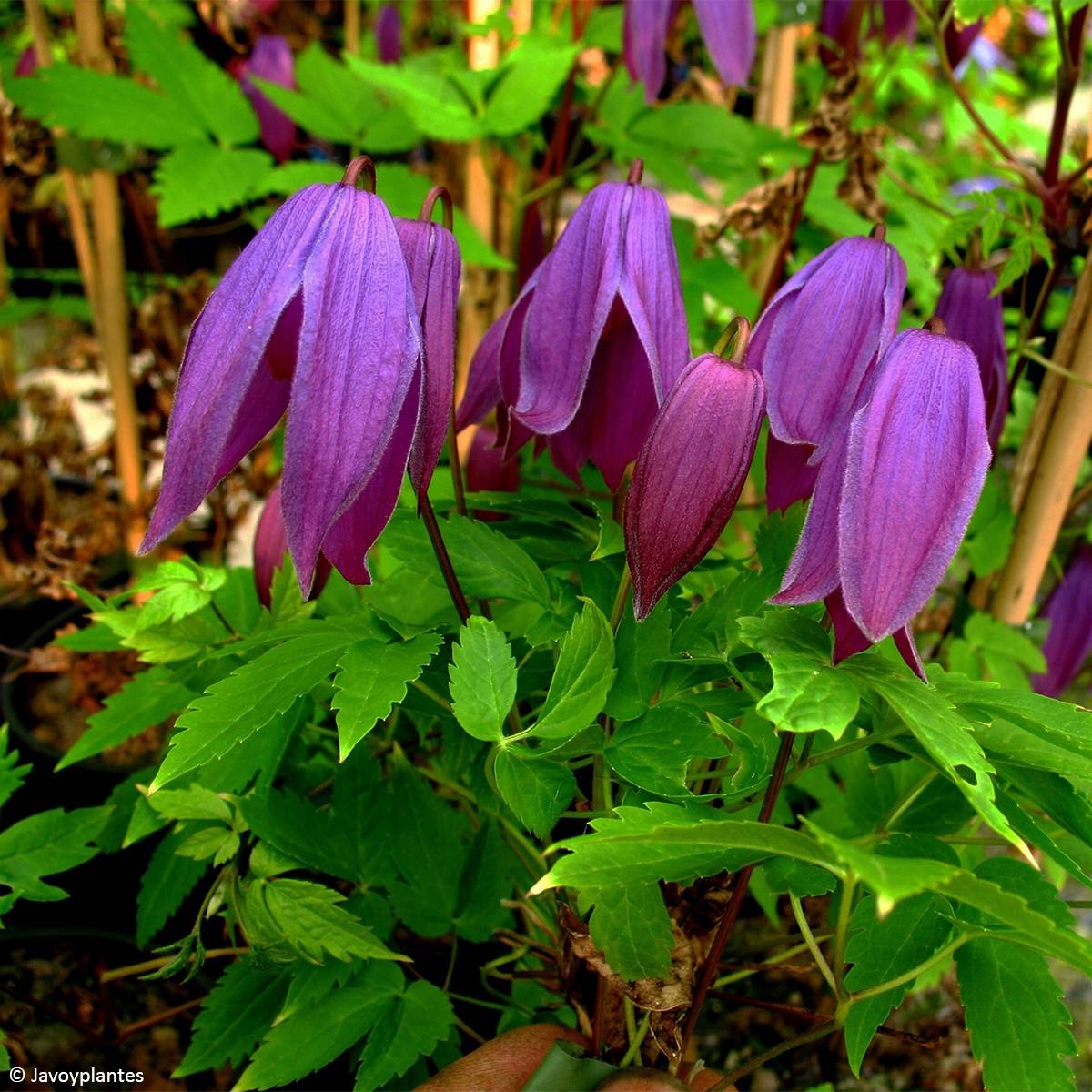 Clématite - Clematis ochroleuca (alpina) Tage Lundell Pot de 2L/3L