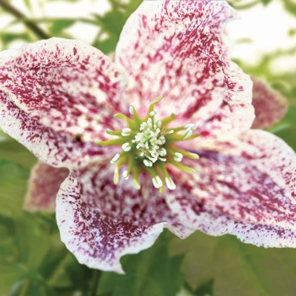 Clématite - Clematis cirrhosa Freckles Pot de 2L/3L