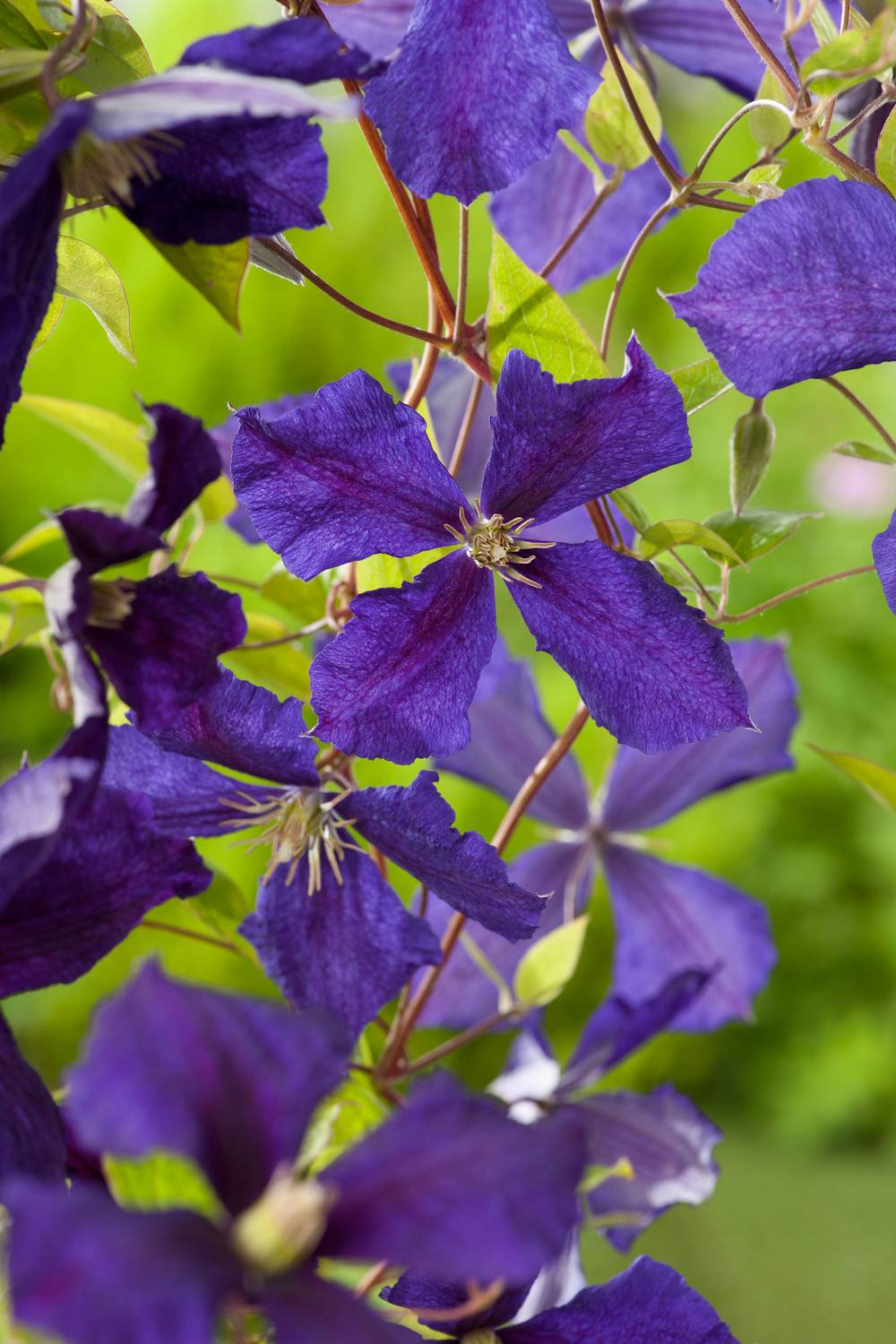 Clématite jackmanii Jackmanii Purpurea® 'Zojapur' à fleurs Violette - feuillage Caduc - Pot de 3L - Echelle bambou 60/120 cm- hauteur à maturité De 5
