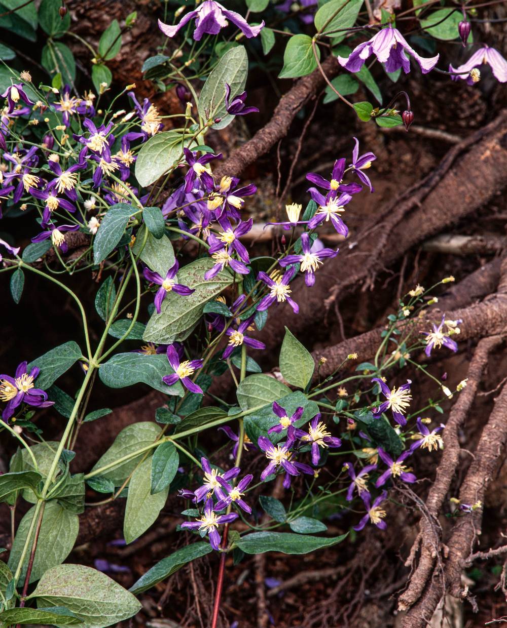 Clématite flammula Aromatica, Clématite odorante à fleurs Bleue - feuillage Caduc - Pot de 2L - Tuteur bambou 60/90 cm- hauteur à maturité De 1,50 m