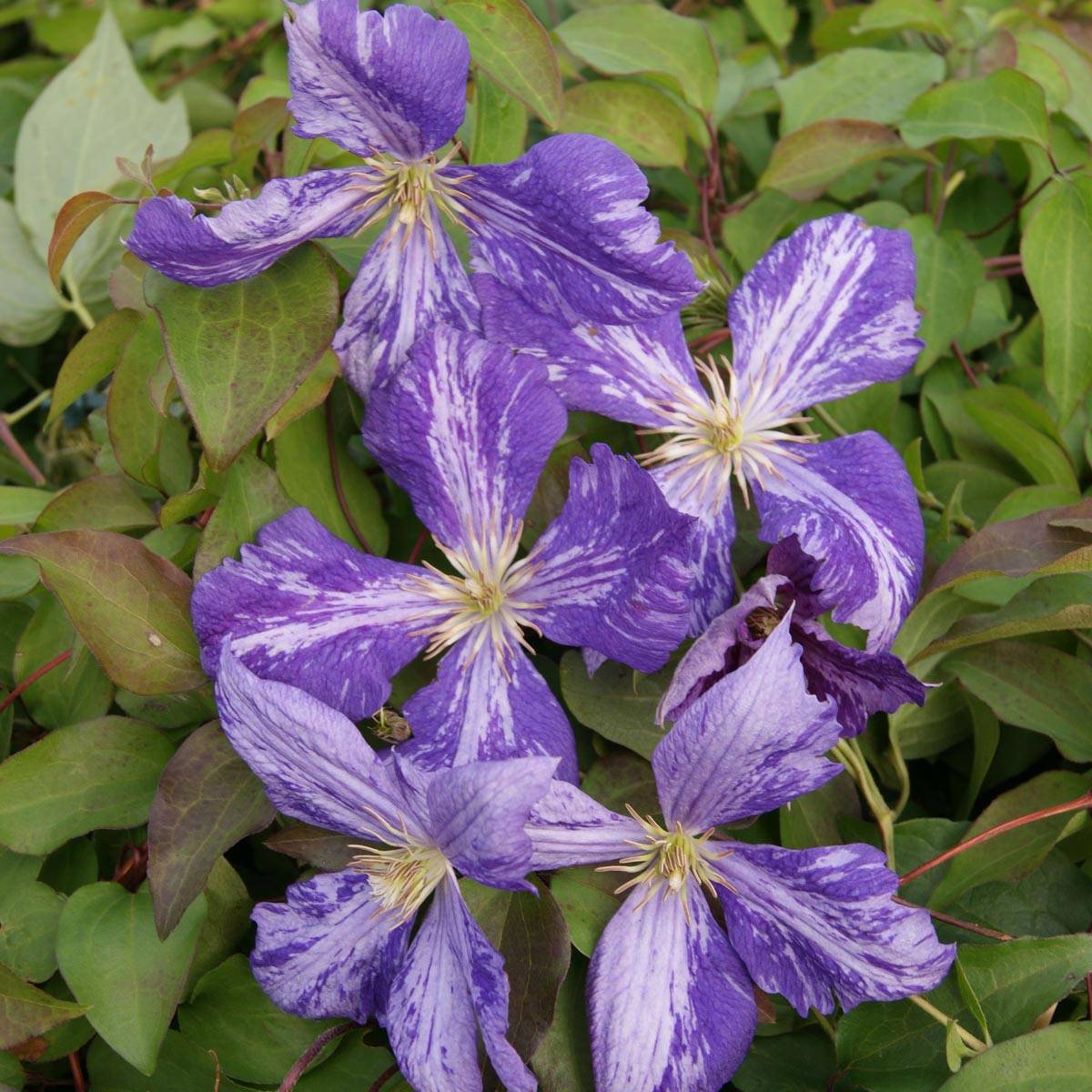 Clématite - Clematis Tie Dye Pot de 2L/3L