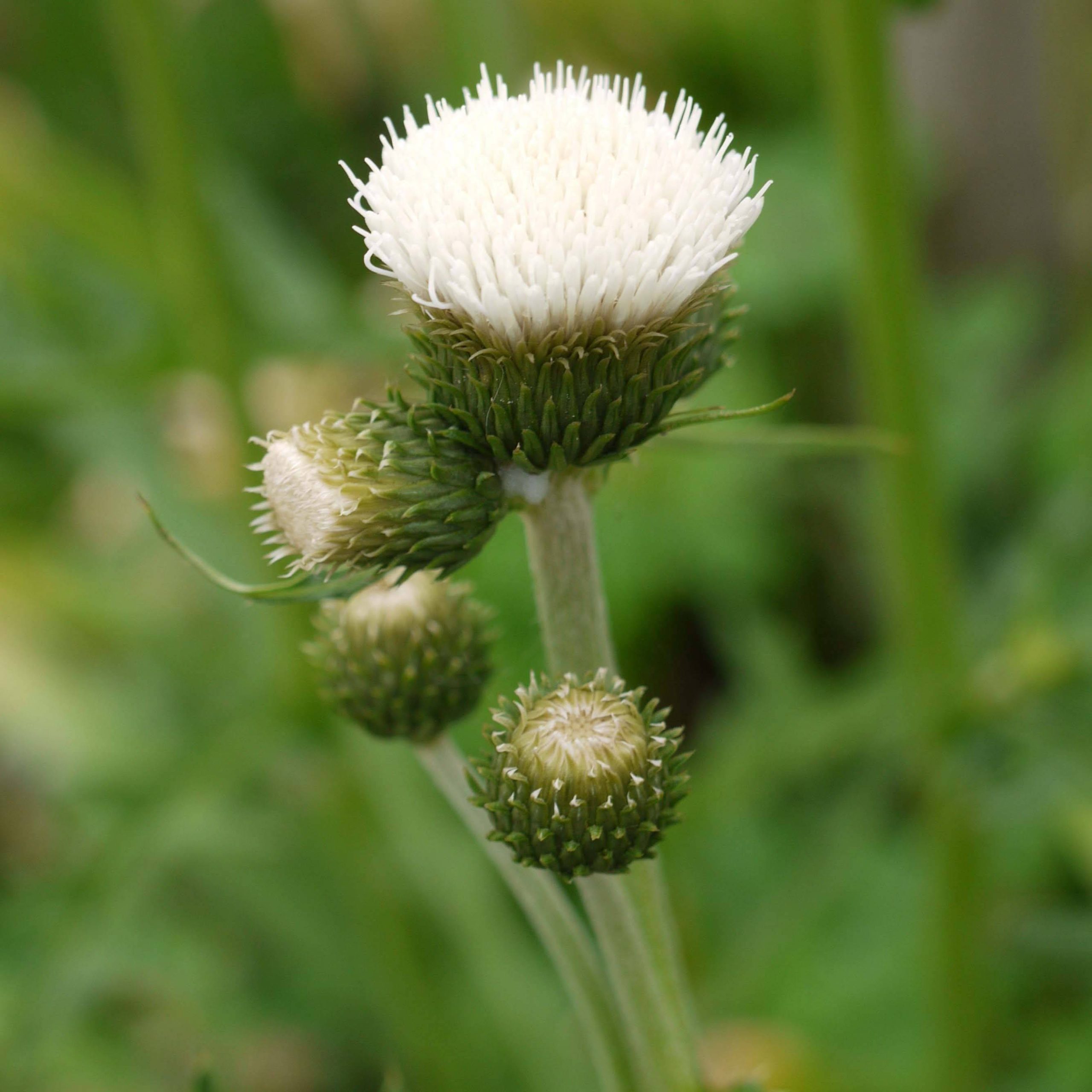 Cirsium rivulare Frosted Magic - Cirse des rives Godet de 8/9 cm