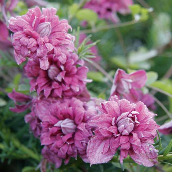 Clématite viticella Purpurea Plena Elegans Pot de 2L/3L
