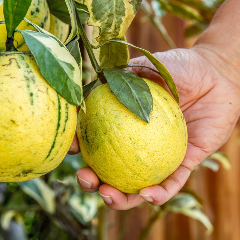 Citronnier panaché - Citrus limon variegata Pot de 6L/7L, 1/4 de tigeHauteur livrée env. 50/+cm