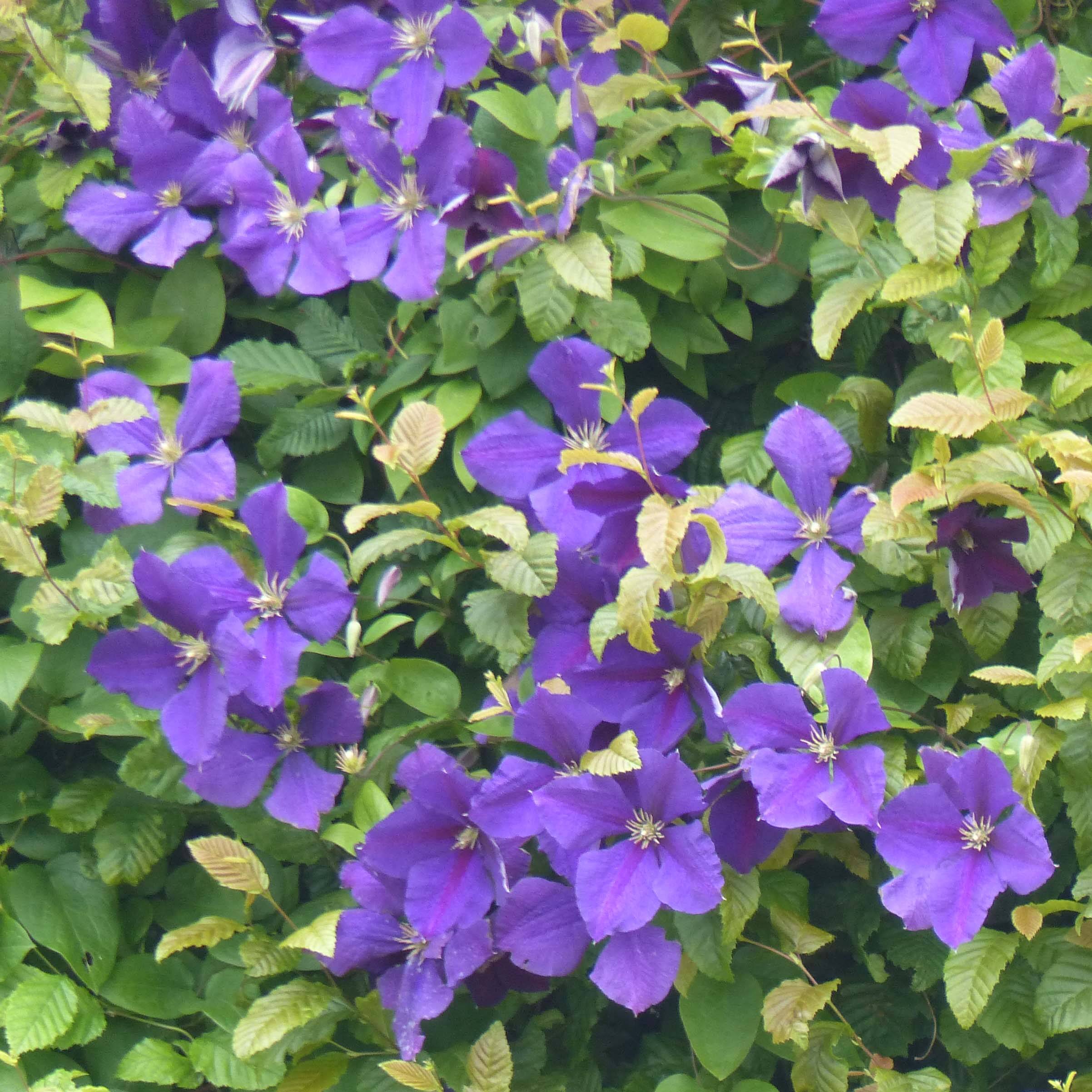 Clématite - Clematis jackmanii Pot de 2L/3L