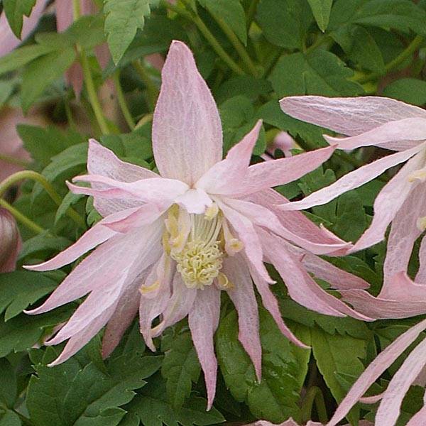 Clématite - Clematis Country Rose Pot de 2L/3L