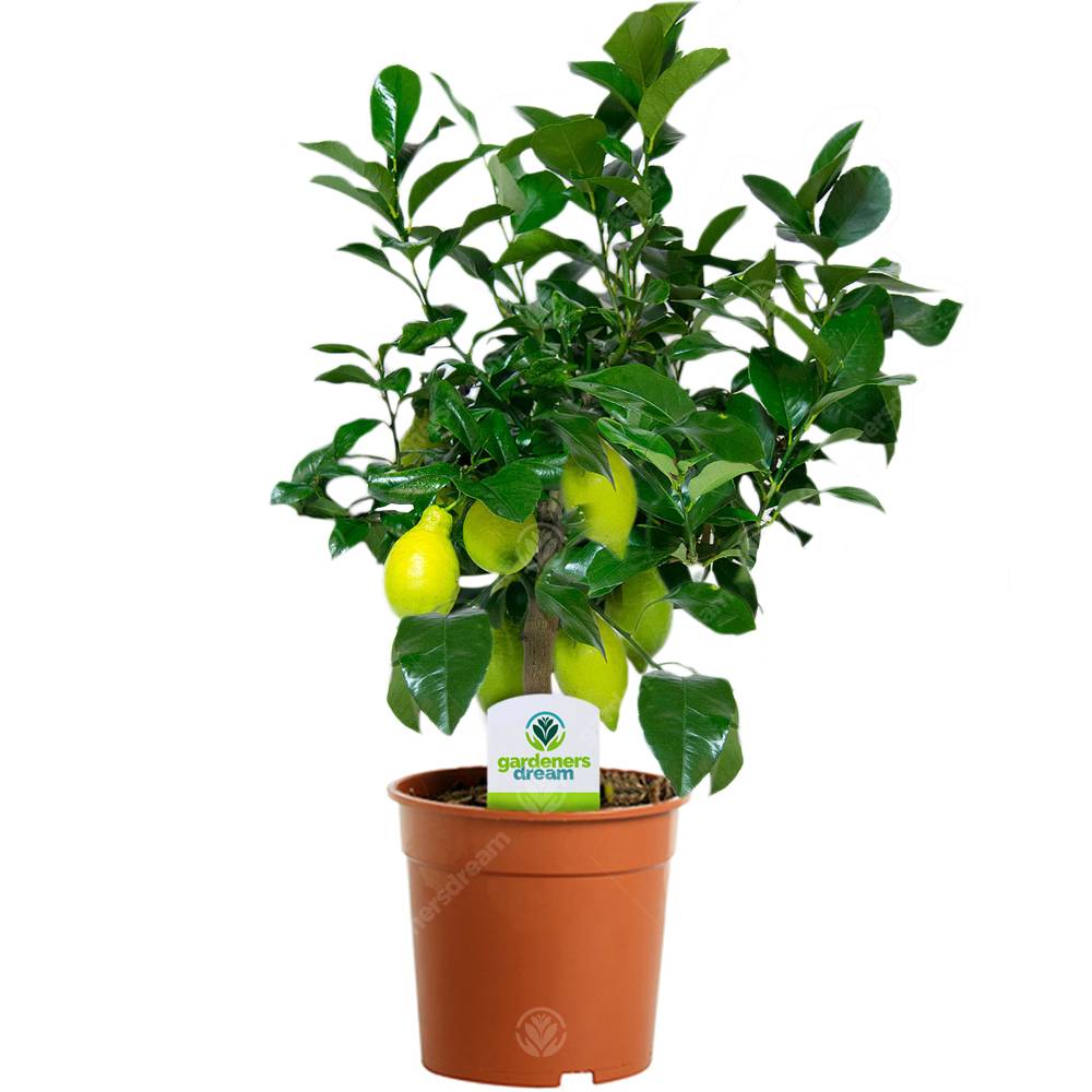 Citrus Limon – 1 X Citronnier D'Appartement Pour La Maison Ou Le Bureau En Pot - GardenersDream