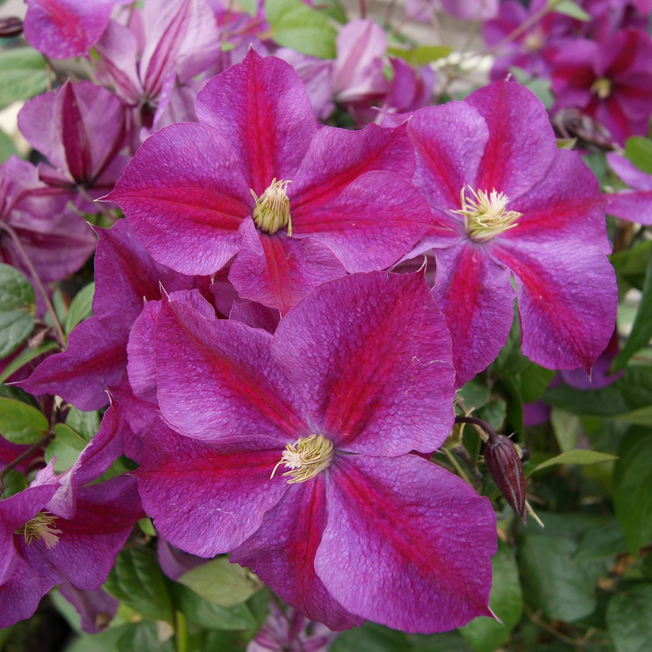 Clématite - Clematis Star of Pakistan Pot de 2L/3L