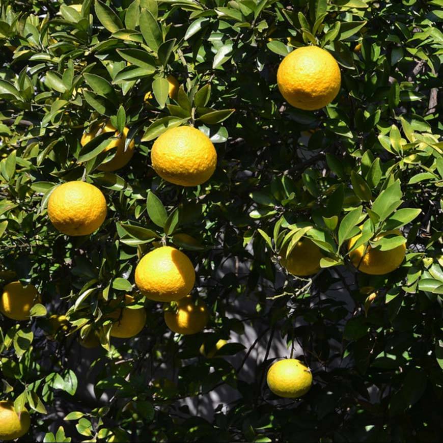 Citrus ichangensis - Ichang Papeda Pot de 3L/4L, Touffe