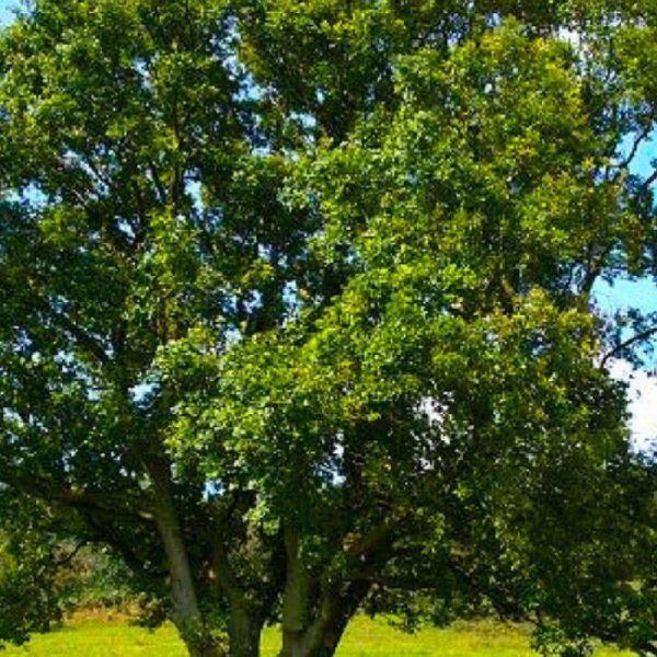 Chêne pédondulé (Quercus robur) – Godet – Taille 20/40cm – Pépinières Naudet Chêne pédondulé (Quercus robur) – Godet – Taille 20/40cm – Pépinières Naudet