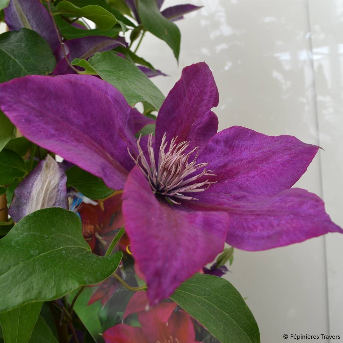 Clématite - Clematis Picardy Pot de 1,5L/2L