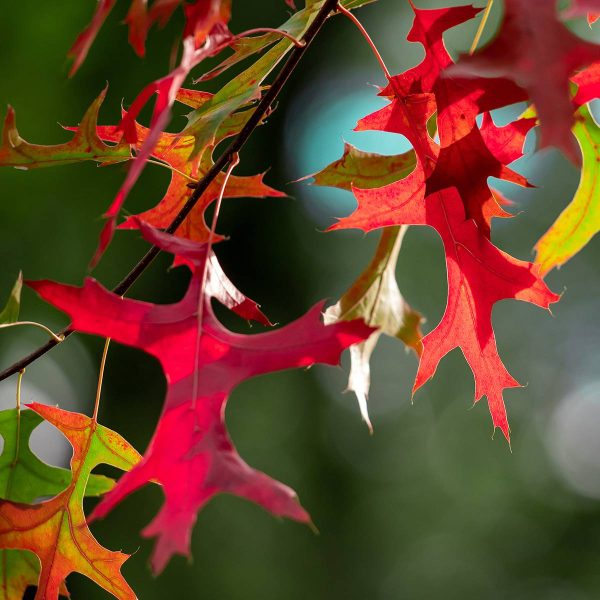 Chêne des marais – Quercus palustris Betty Jean Pot de 4L/5L Chêne des marais – Quercus palustris Betty Jean Pot de 4L/5L