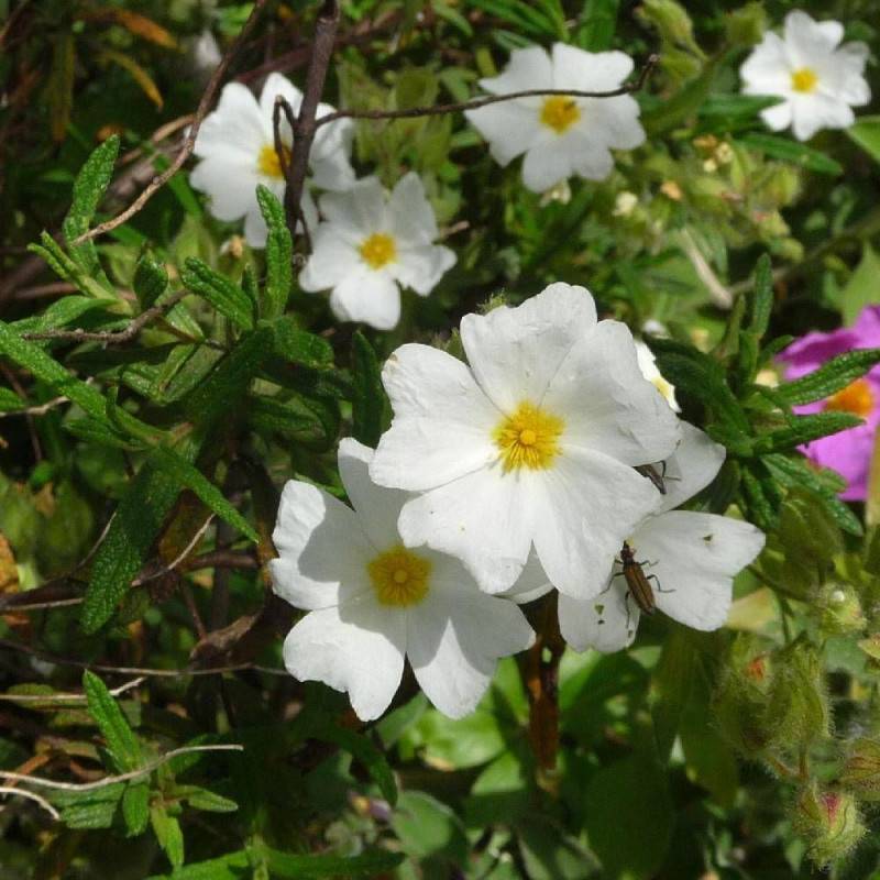 Ciste de Montpellier, Cistus à fleurs Blanche - feuillage Persistant - Godet - 5/20 cm- hauteur à maturité De 0,50 m à 1,00 m