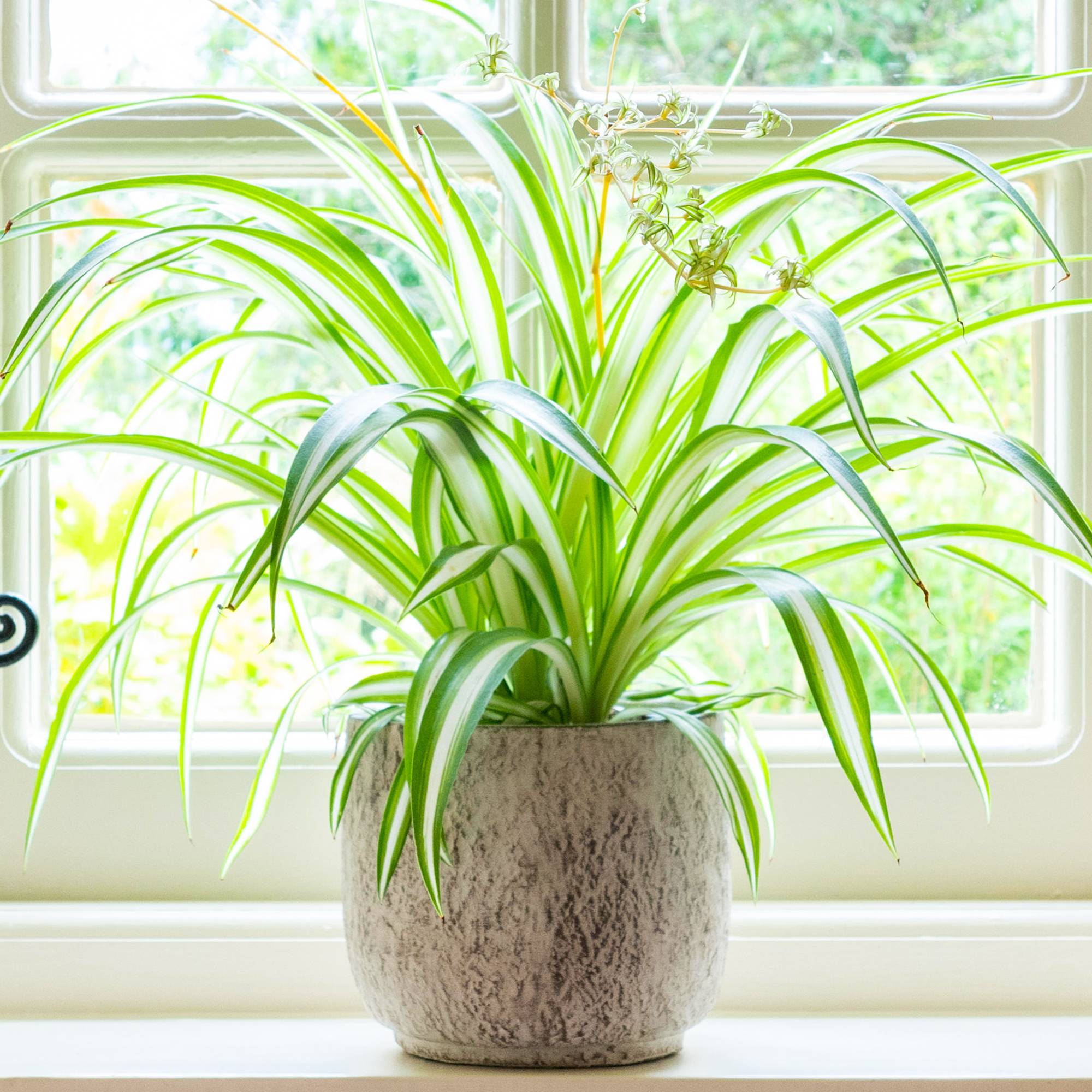 Chlorophytum Variegatum - Plante Araignée | Superbe Plante D'Intérieur | De 20 À 30 Cm Pot Inclus - GardenersDream