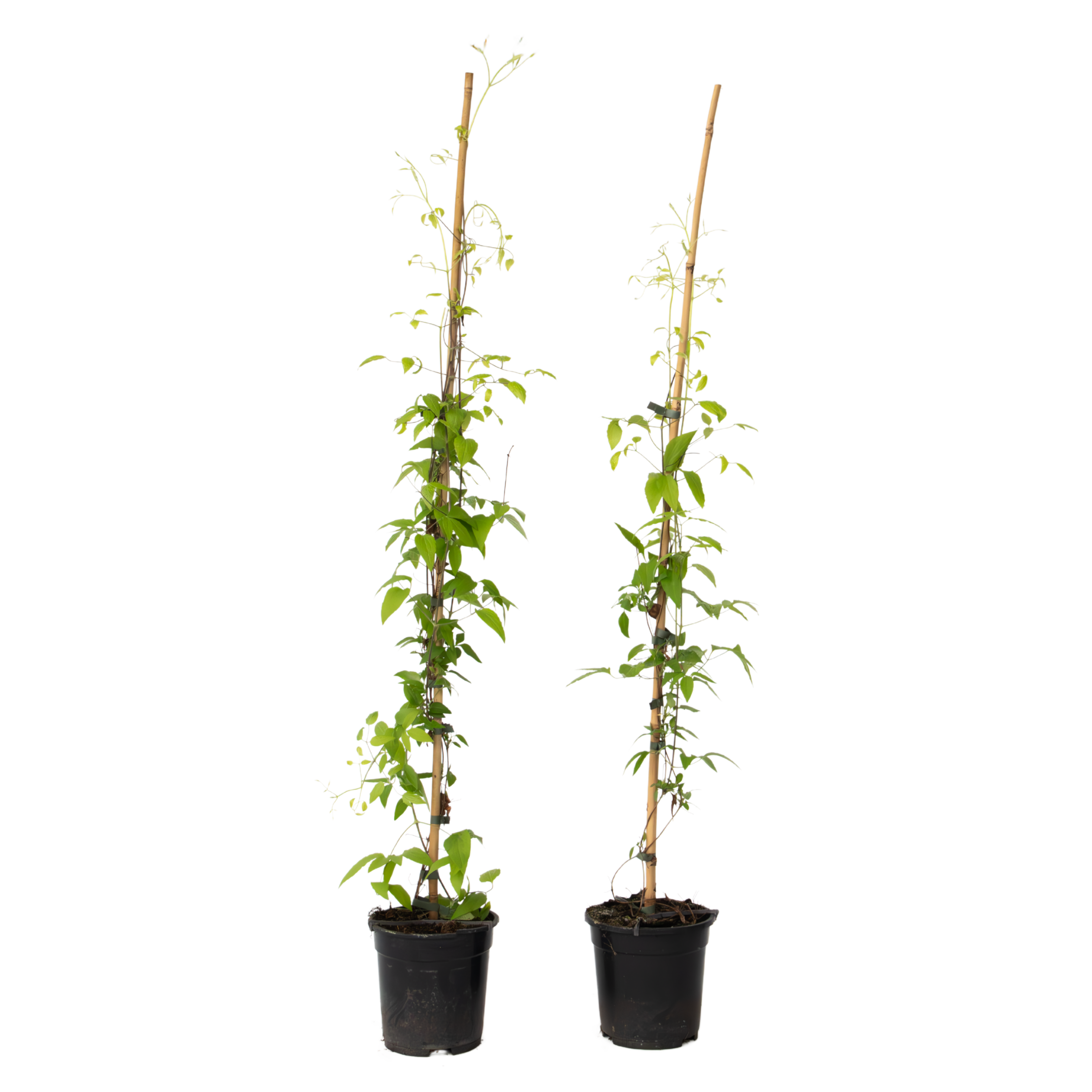 Clématite - Lot de 2 - Clematis 'The President' - Hauteur 100-120cm - ⌀17cm