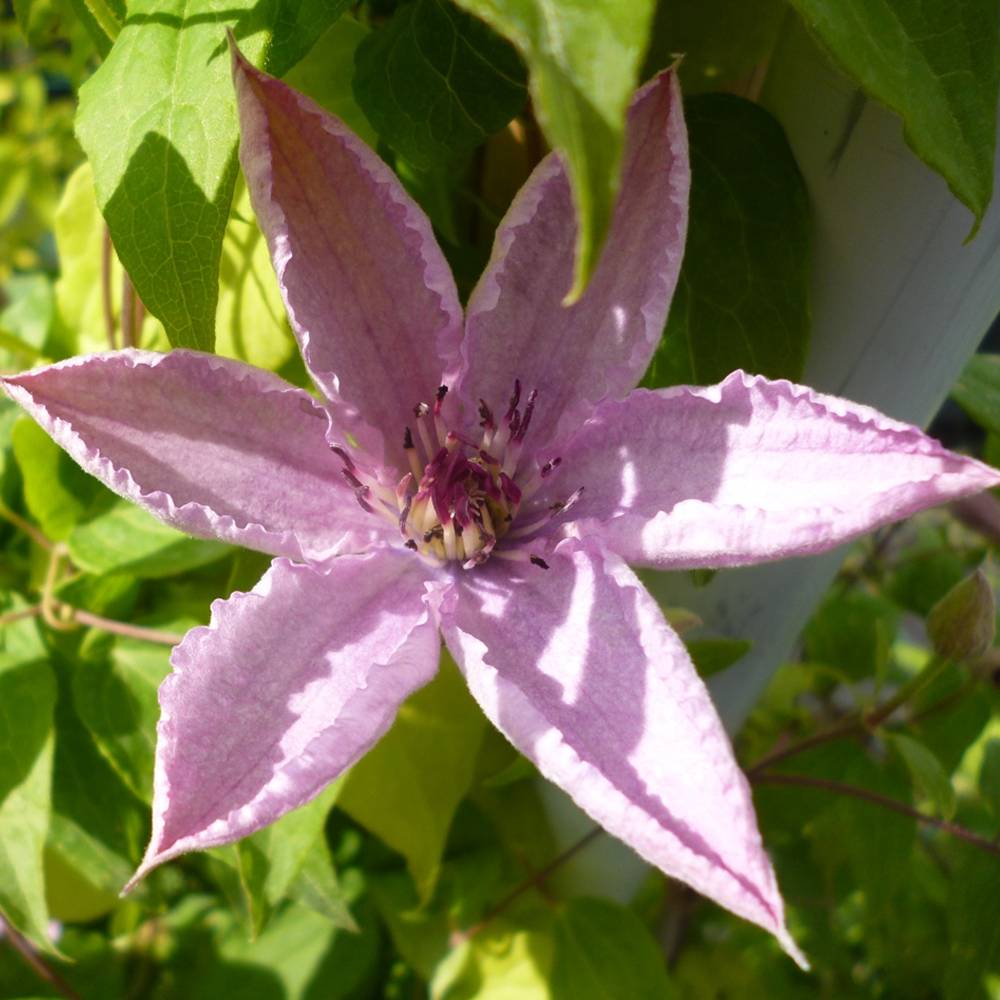 Clématite 'Hybride Hagley' plante grimpante à fleurs compacte et rustique pot 9 cm - GardenersDream