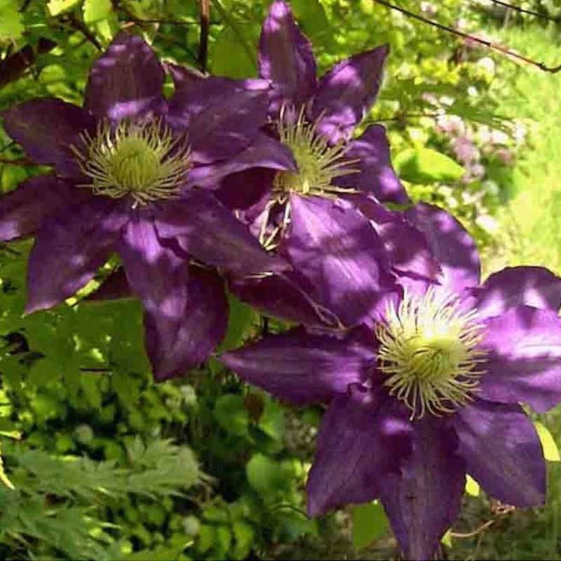 Clématite Couronne Royale à fleurs Bleue - feuillage Caduc - Pot de 1,5L - Tuteur bambou 30/60 cm- hauteur à maturité De 2,50 m à 3,00 m