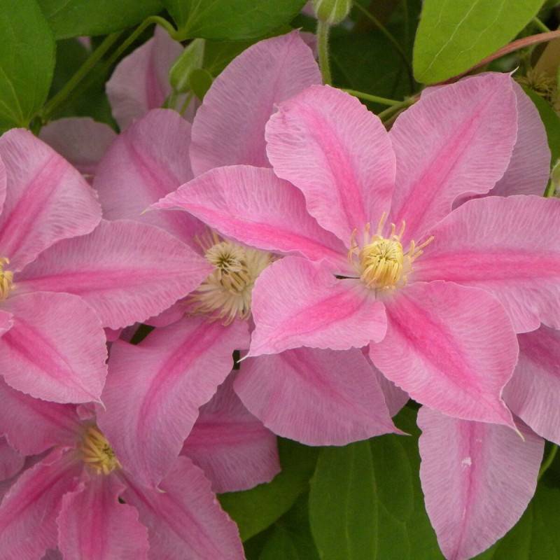 Clématite Abilène™ 'Evipo027' à fleurs Rose - feuillage Caduc - Pot de 1,5L - Tuteur bambou 30/60 cm- hauteur à maturité De 1,00 m à 1,50 m