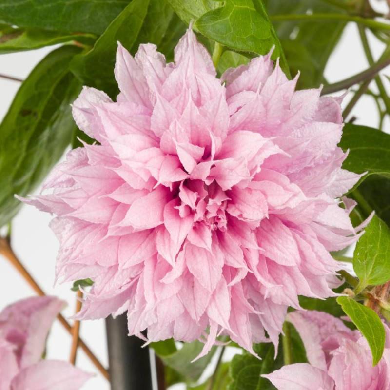 Clématite Multi Pink® 'ST17333' à fleurs Rose - feuillage Caduc - Pot de 2L - Tuteur bambou 60/90 cm- hauteur à maturité De 2,50 m à 3,00 m
