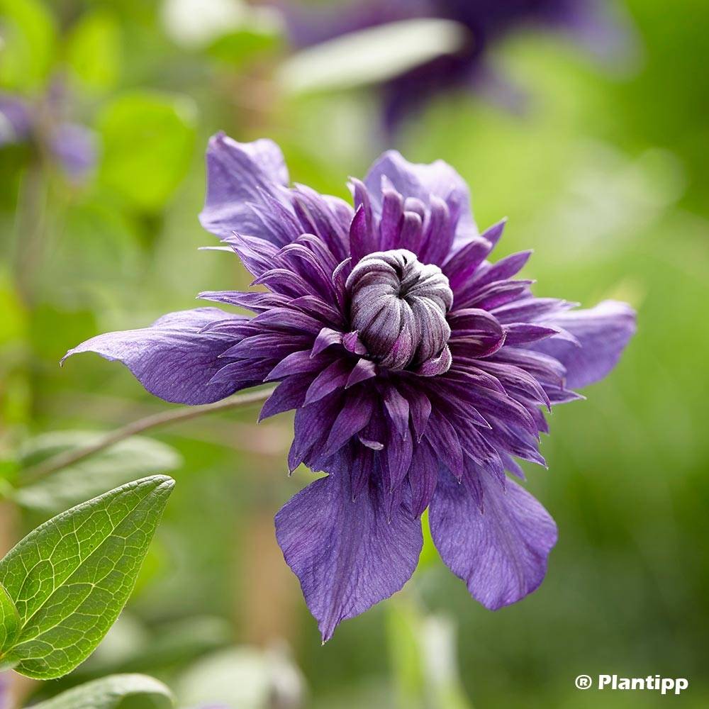 Clématite - Clematis Kokonoe Pot de 2L/3L