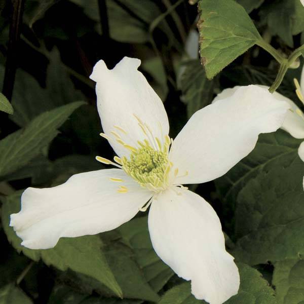 Clématite - Clematis montana Wilsonii Pot de 2L/3L