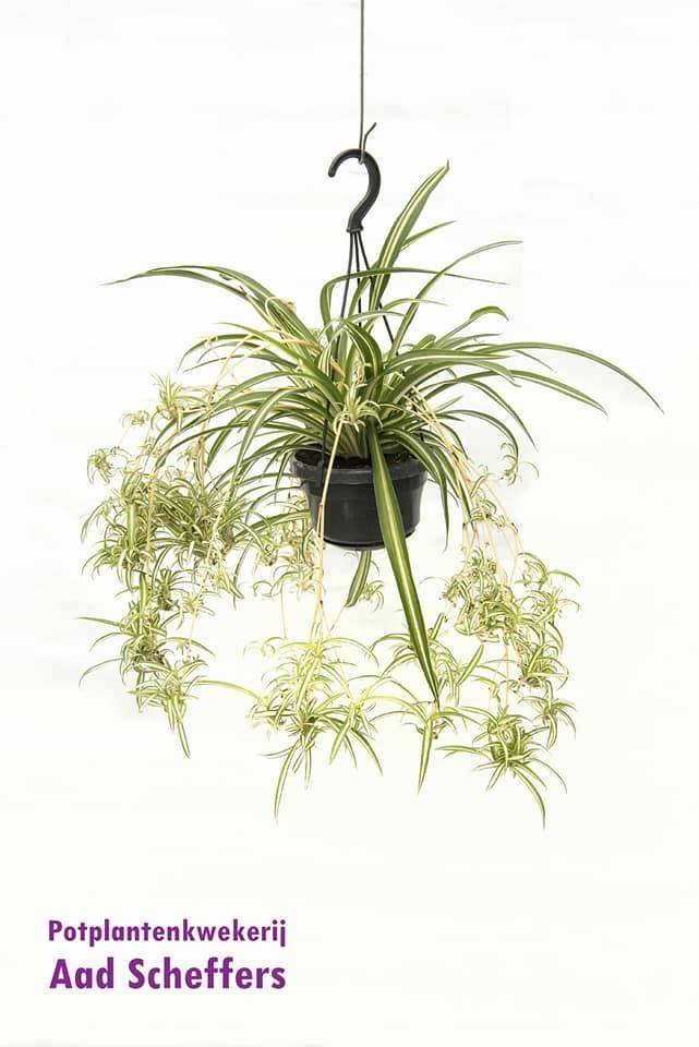 Chlorophytum Comosum 'Variegatum' 55cm - Plante d'intérieur- La Green Touch