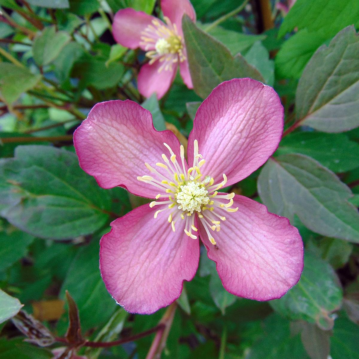 Clématite - Clematis montana Van Gogh Pot de 2L/3L
