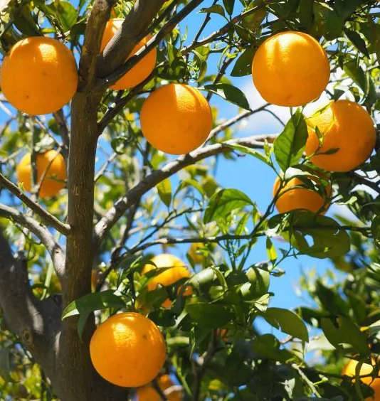 Citrus sinensis var.Lanelate (orange grand fruit bien équilibré) Pot de 9 litres -140/160 cm