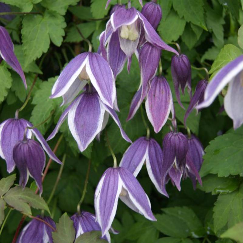 Clématite - Clematis Blue Eclipse Pot de 2L/3L