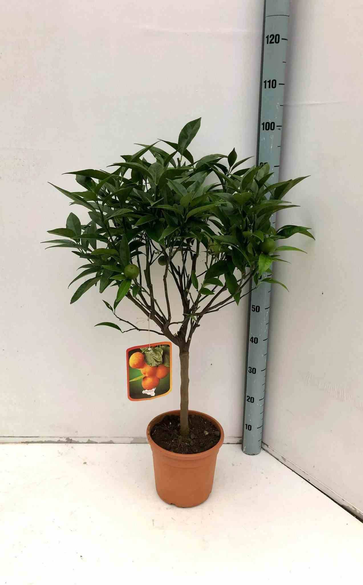 Citrus clémentina ADULTE (Clementinier) Pot 230L - 175/200cm - Péri 50/60