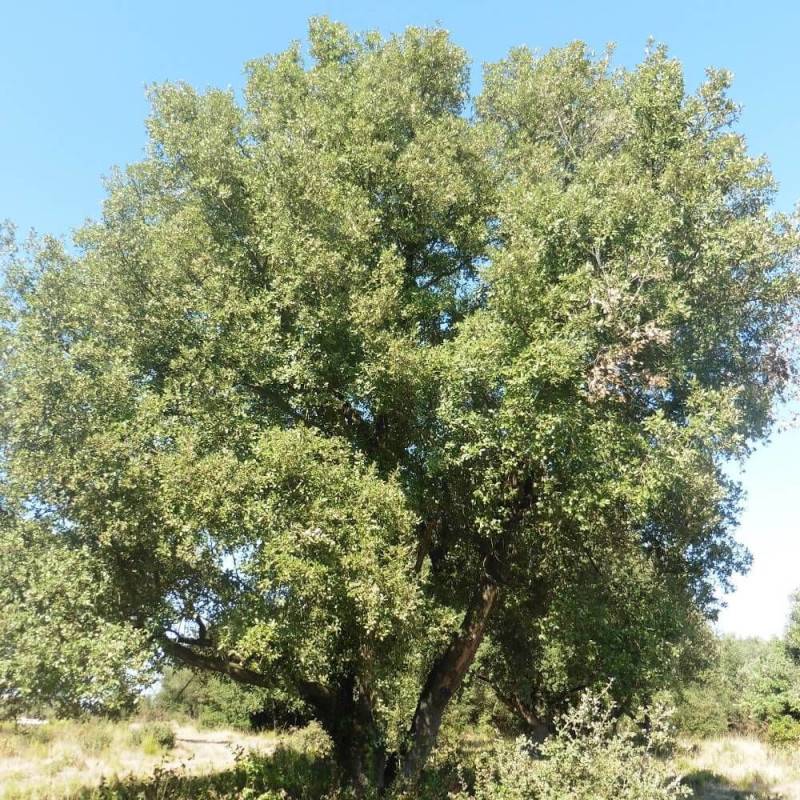 Chêne vert, Quercus ilex, Yeuse - Pot de 7,5L - 60/80 cm