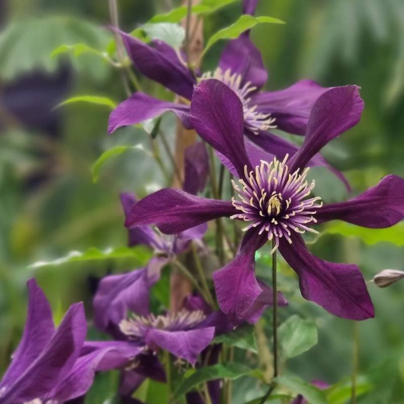 Clématite integrifolia Panther à fleurs Violette - feuillage Caduc - Pot de 1,5L - Tuteur bambou 30/60 cm- hauteur à maturité De 1,00 m à 1,50 m