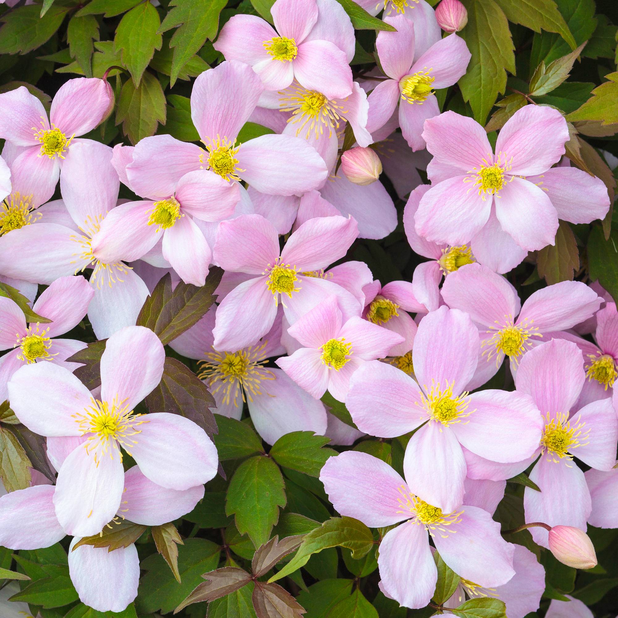 Clématite Montana Rubens arbuste grimpant à feuilles caduques et à fleurs roses parfumées - GardenersDream
