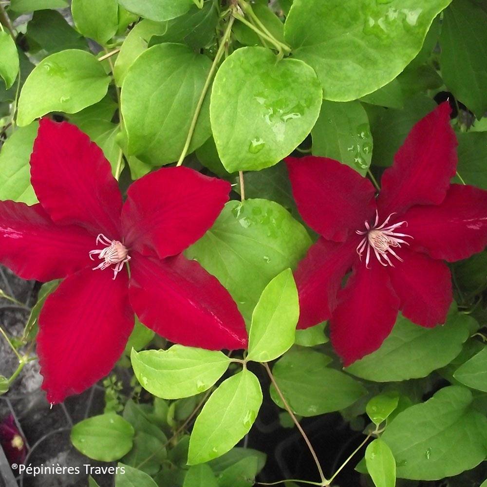Clématite - Clematis Bourbon Pot de 2L/3L