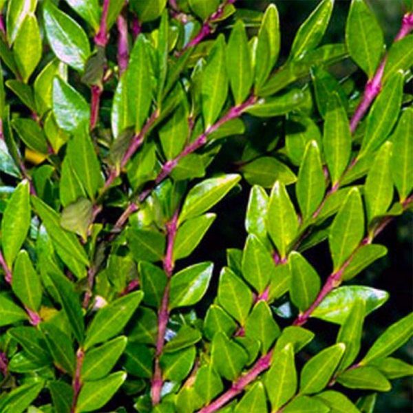 Chèvrefeuille à cupule (Lonicera pileata) – Godet – Taille 13/25cm – Pépinières Naudet Chèvrefeuille à cupule (Lonicera pileata) – Godet – Taille 13/25cm – Pépinières Naudet