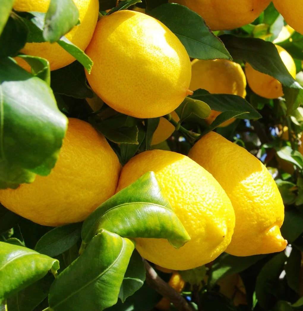 Citrus limon var Eureka (citron toute l'année/ 4 saisons) Pot de 10 litres - 140/160 cm