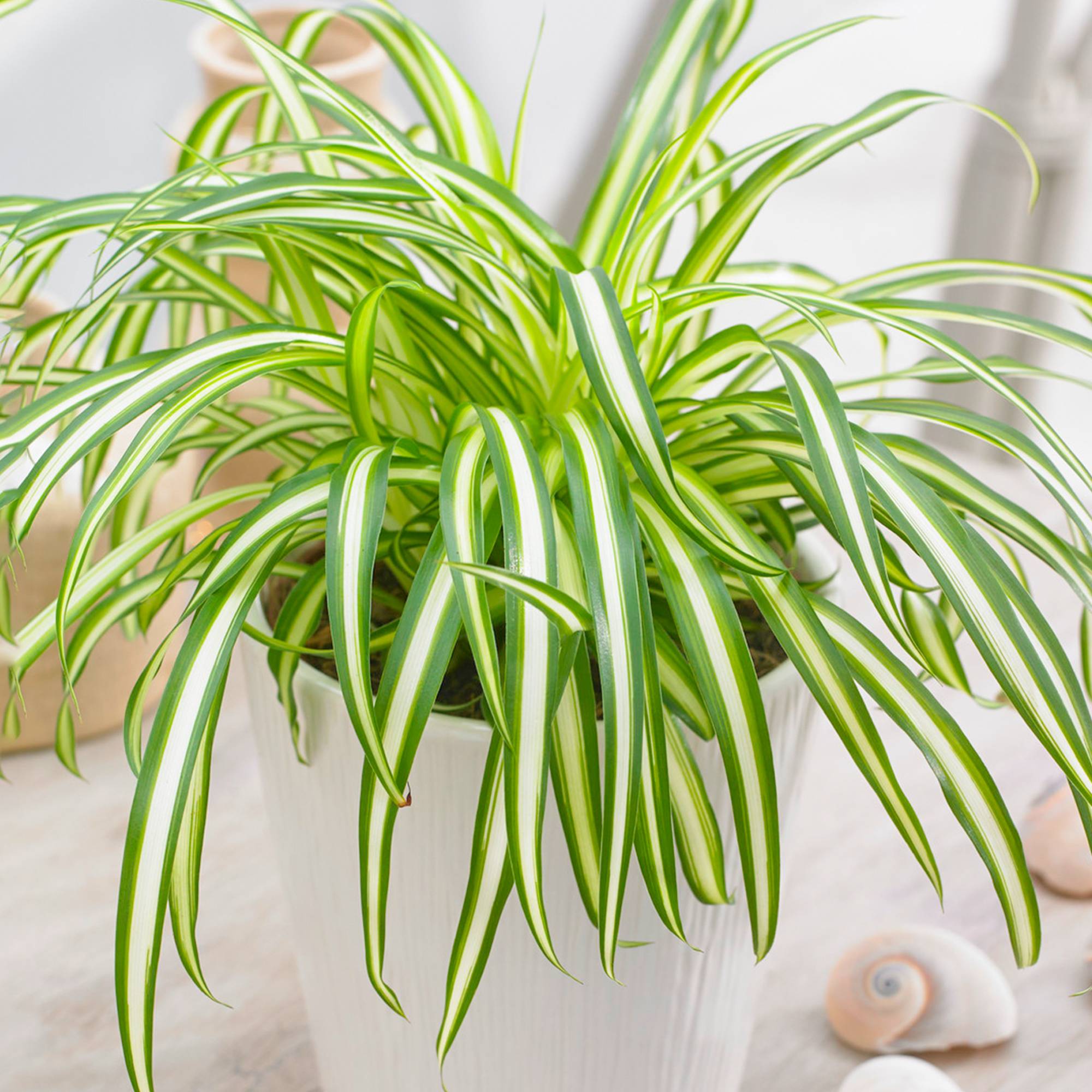 Chlorophytum Variegatum - Plante Araignée | Cadeau Plante D'Intérieur (De 20 À 30 Cm Pot Inclus) - GardenersDream