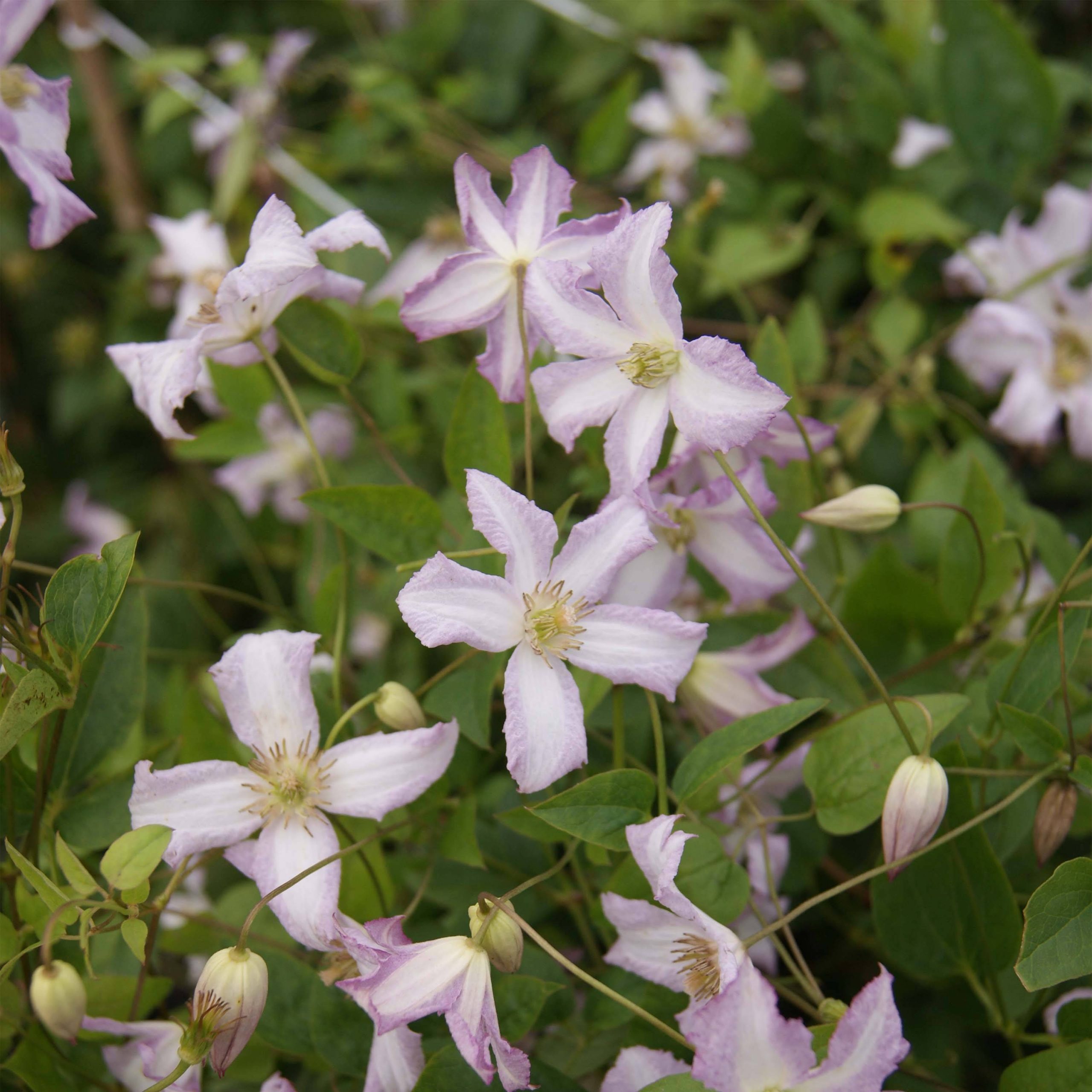 Clématite - Clematis viticella Little Nell Pot de 2L/3L