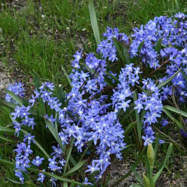 Chionodoxa sardensis - Gloire des neiges Bulbe calibre 5+ (par 25)