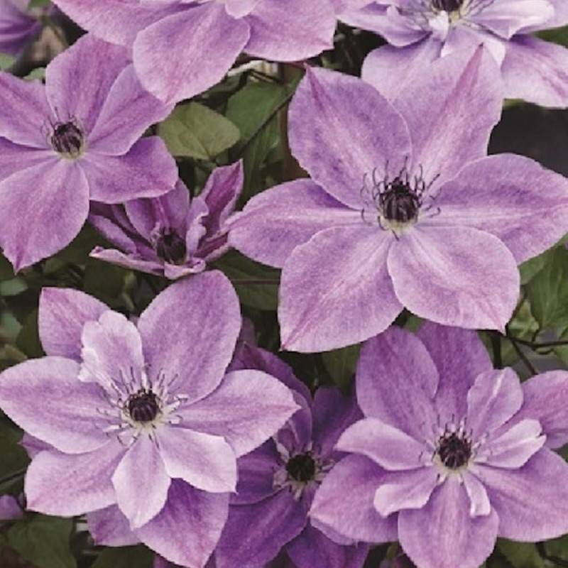 Clématite Super Cute® 'Zo09122' à fleurs Blanche - feuillage Caduc - Pot de 1,5L - Tuteur bambou 30/60 cm- hauteur à maturité De 2,00 m à 2,50 m