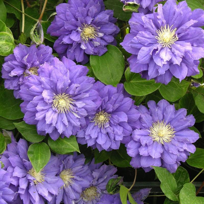 Clématite Franziska Marie™ 'Evipo008' à fleurs Violette - feuillage Caduc - Pot de 3L - Echelle bambou 60/120 cm- hauteur à maturité De 2,00 m à 2,50