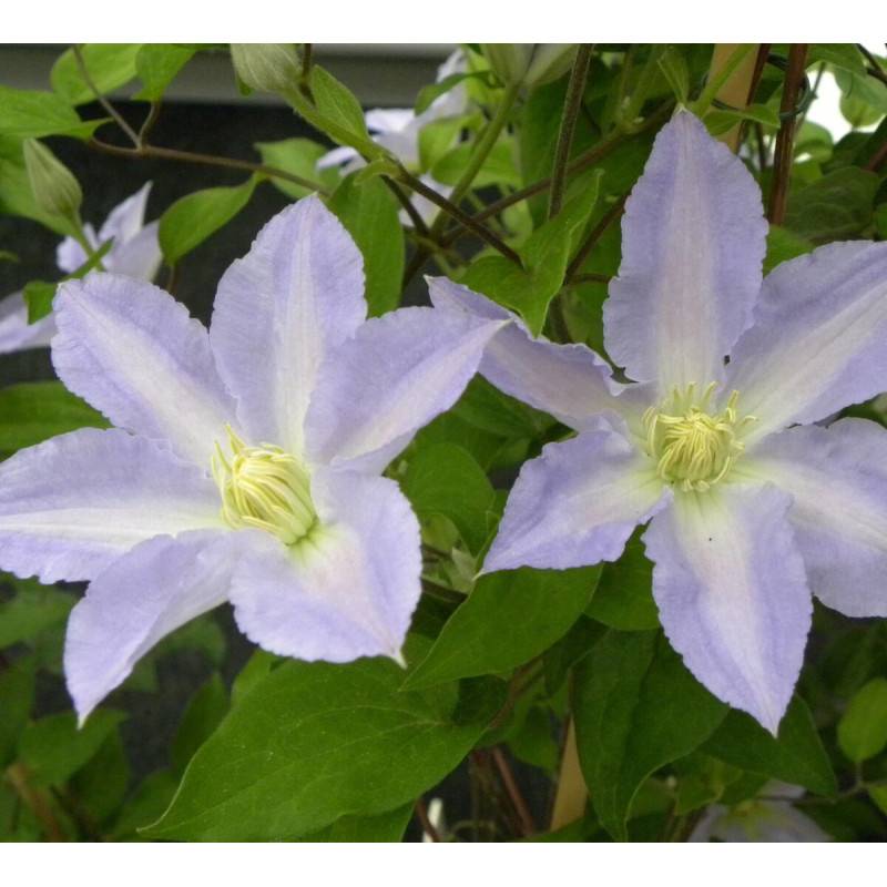 Clématite Spotlight® 'Zo08160' à fleurs Bleue - feuillage Caduc - Pot de 2L - Tuteur bambou 60/90 cm- hauteur à maturité De 1,00 m à 1,50 m