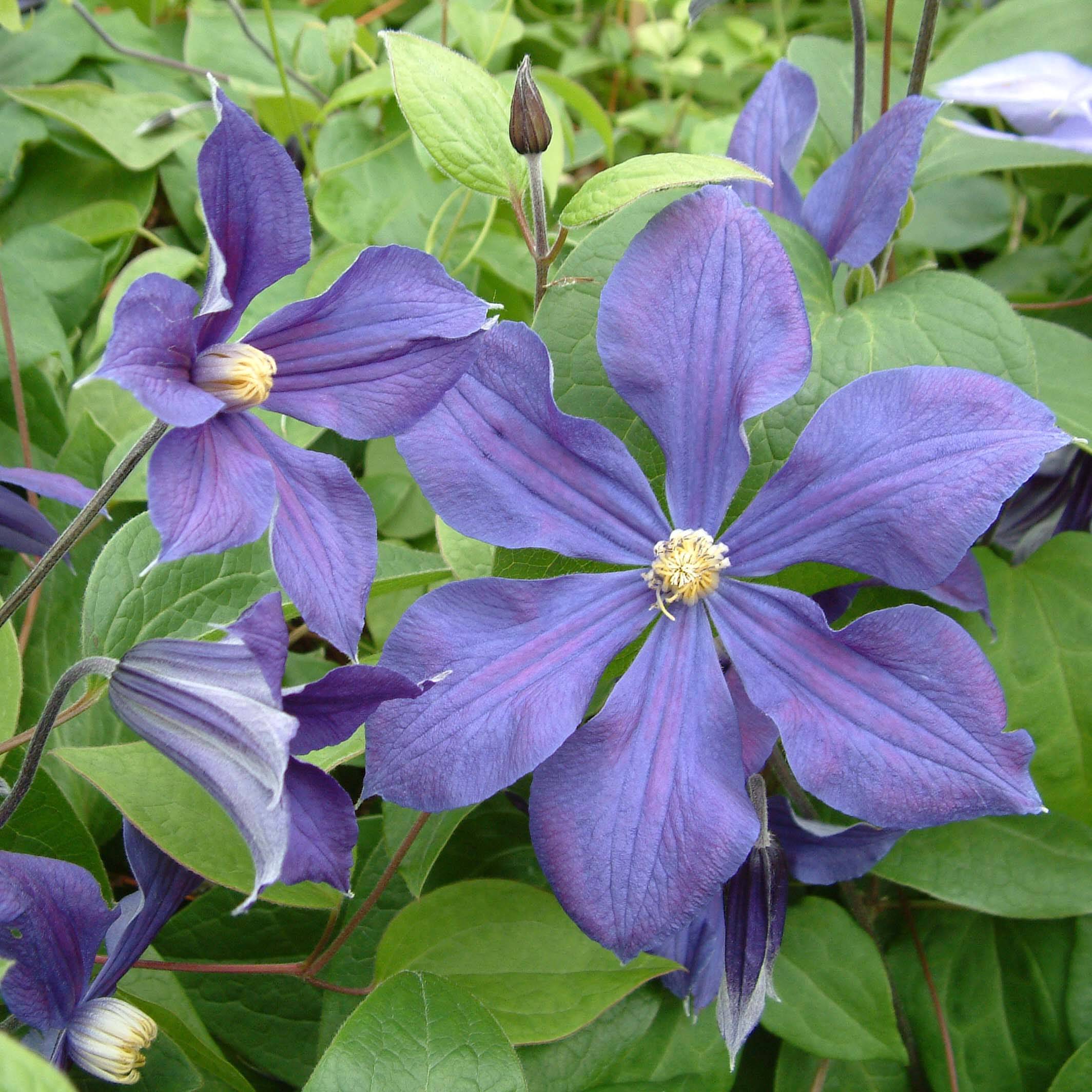 Clématite - Clematis integrifolia Durandii Pot de 2L/3L