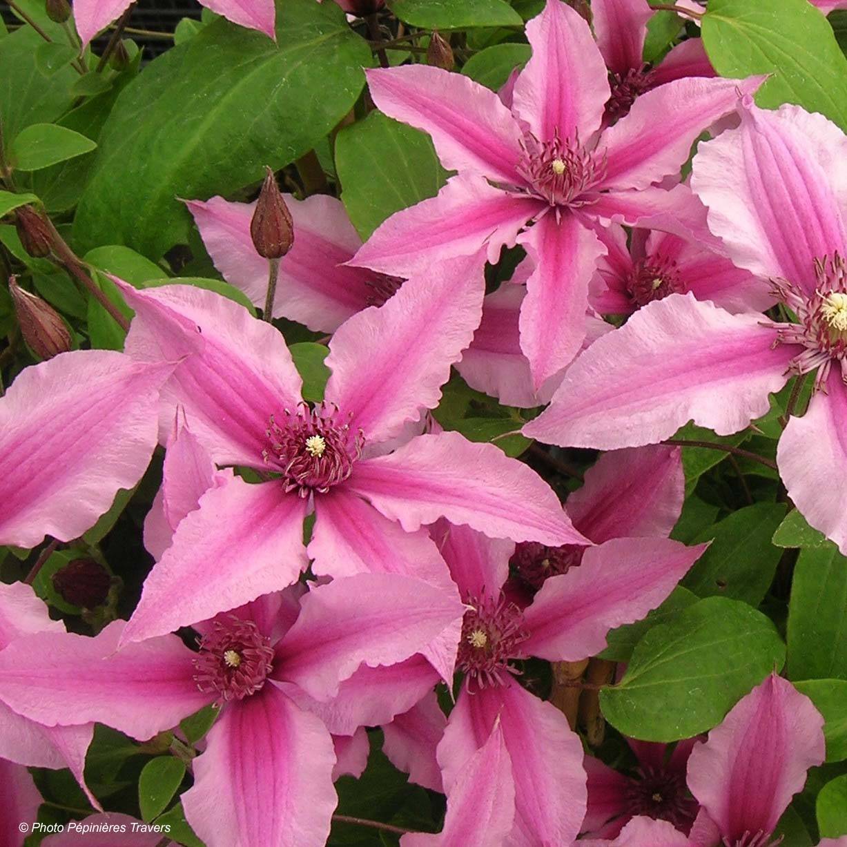 Clématite integrifolia Saphyra Duo Rose Pot de 2L/3L