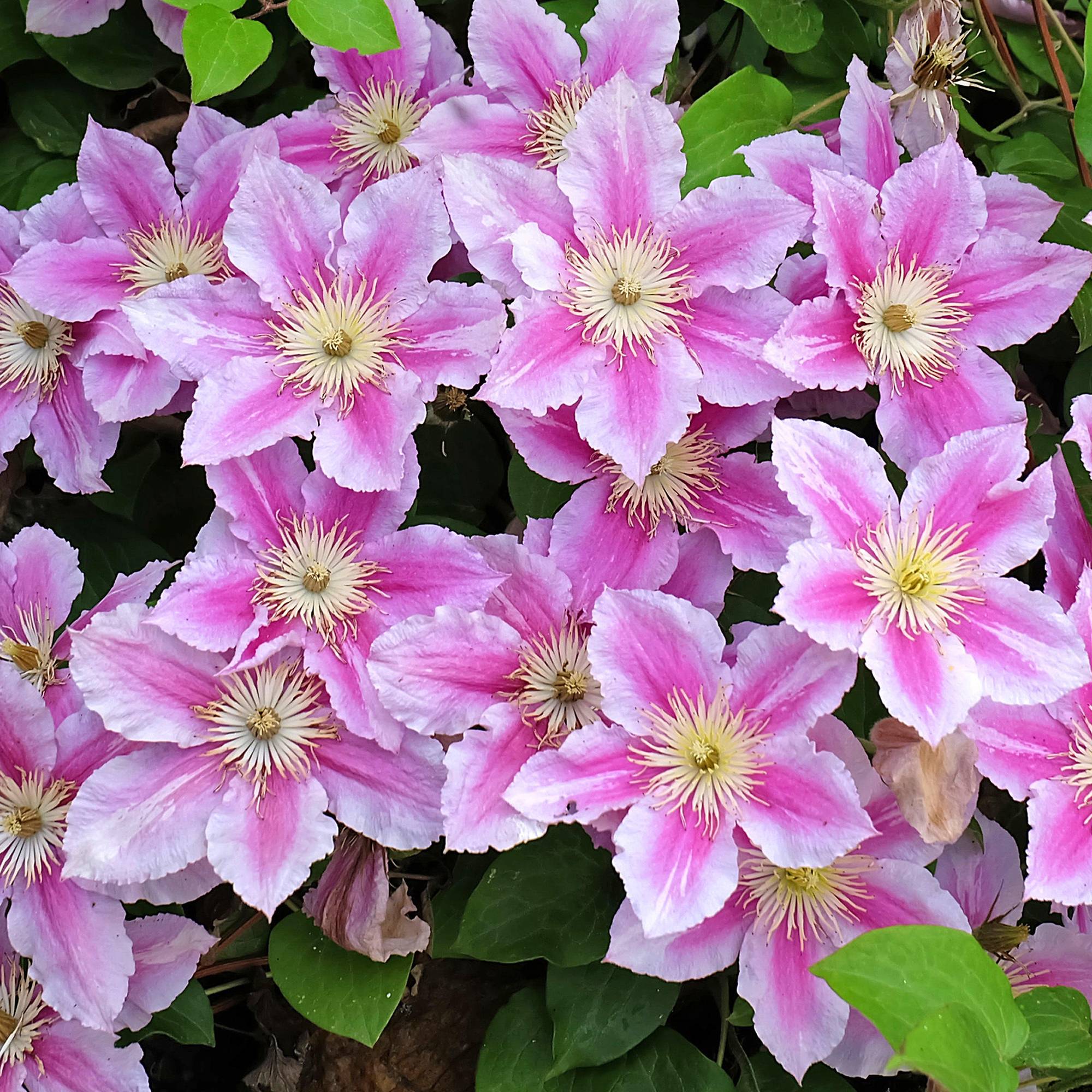 Clématite Piilu arbuste à grandes fleurs et feuilles caduques et denses en pot - GardenersDream