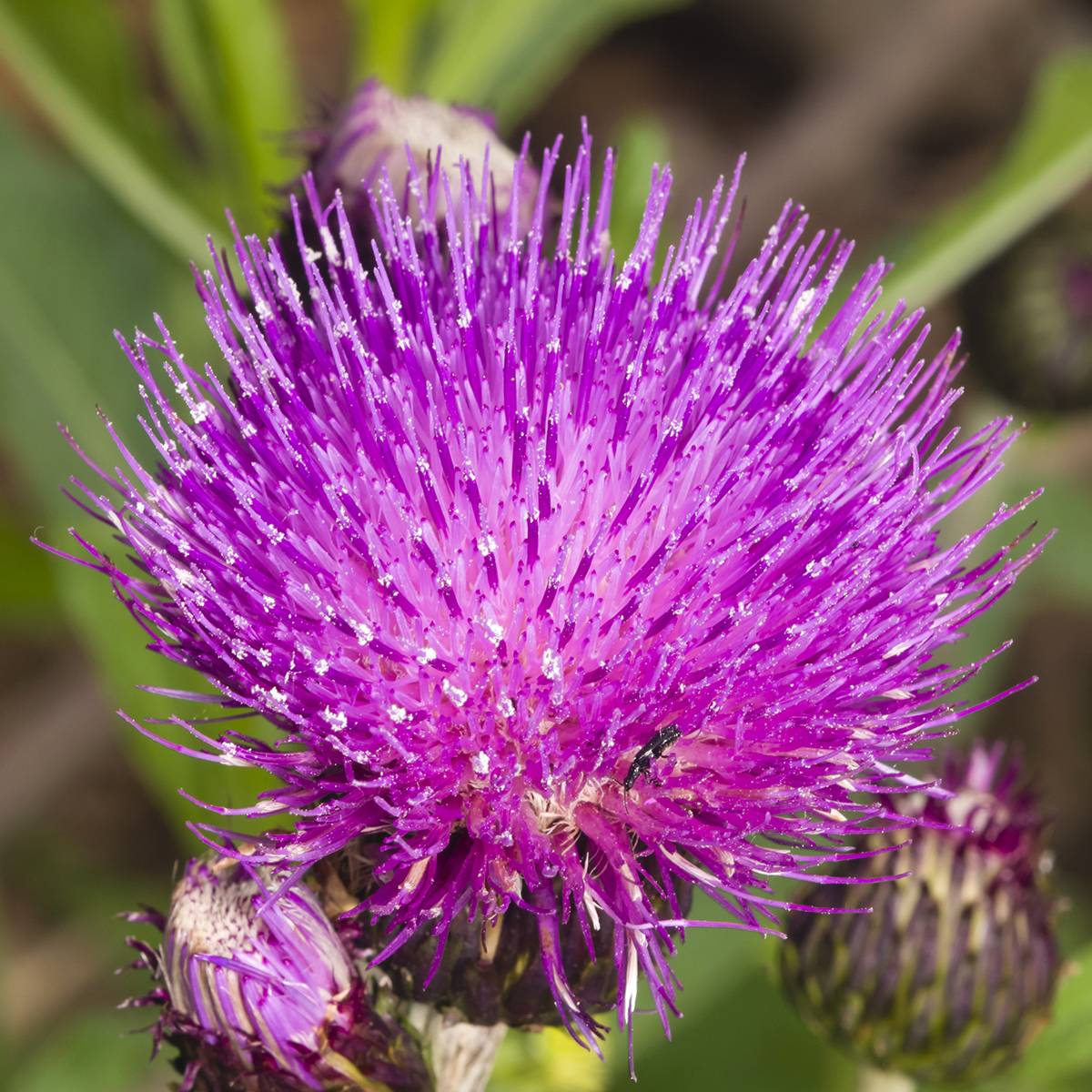 Cirsium rivulare Trevors Blue Wonder - Cirse des rives Godet de 8/9 cm