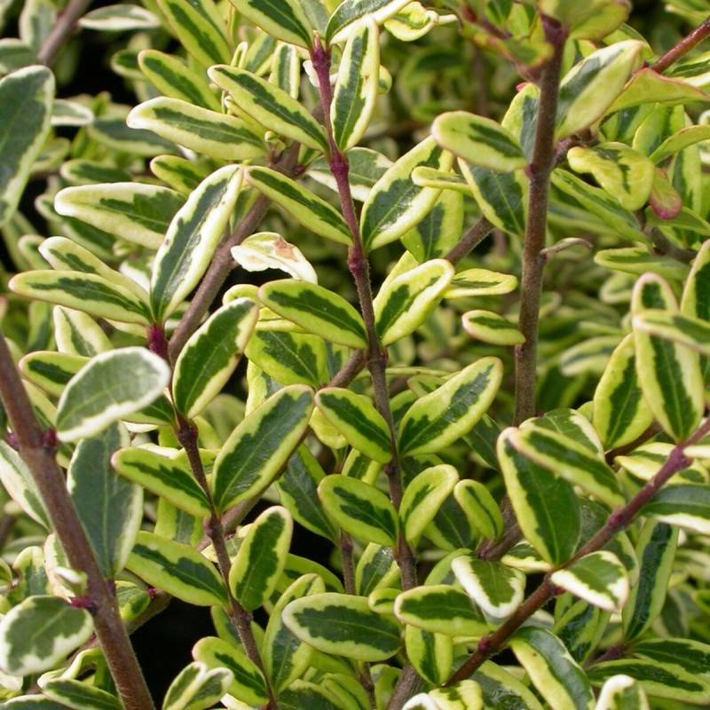 Chèvrefeuille arbustif panaché Lemon Beauty, Lonicera - Pot de 3L - 20/40 cm